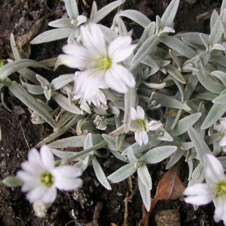 FLOARE DE  GHEATA